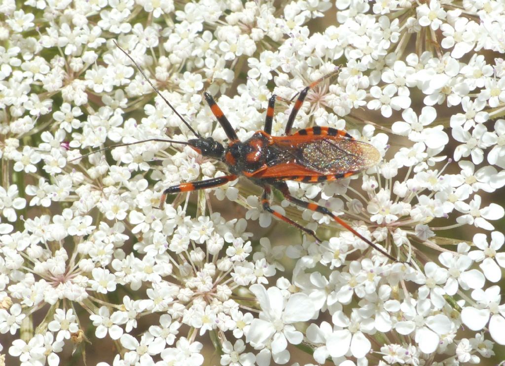 Rhinocoris da identificare.